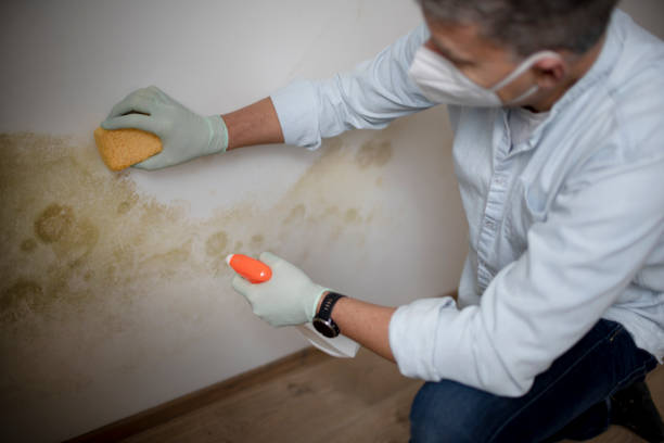 Attic Mold Removal in Upper Exeter, PA